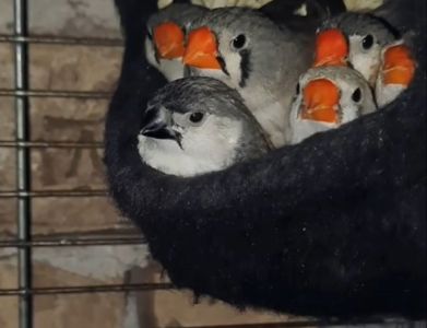 Зеброві амадіни