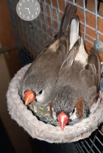 Зеброві амадіни