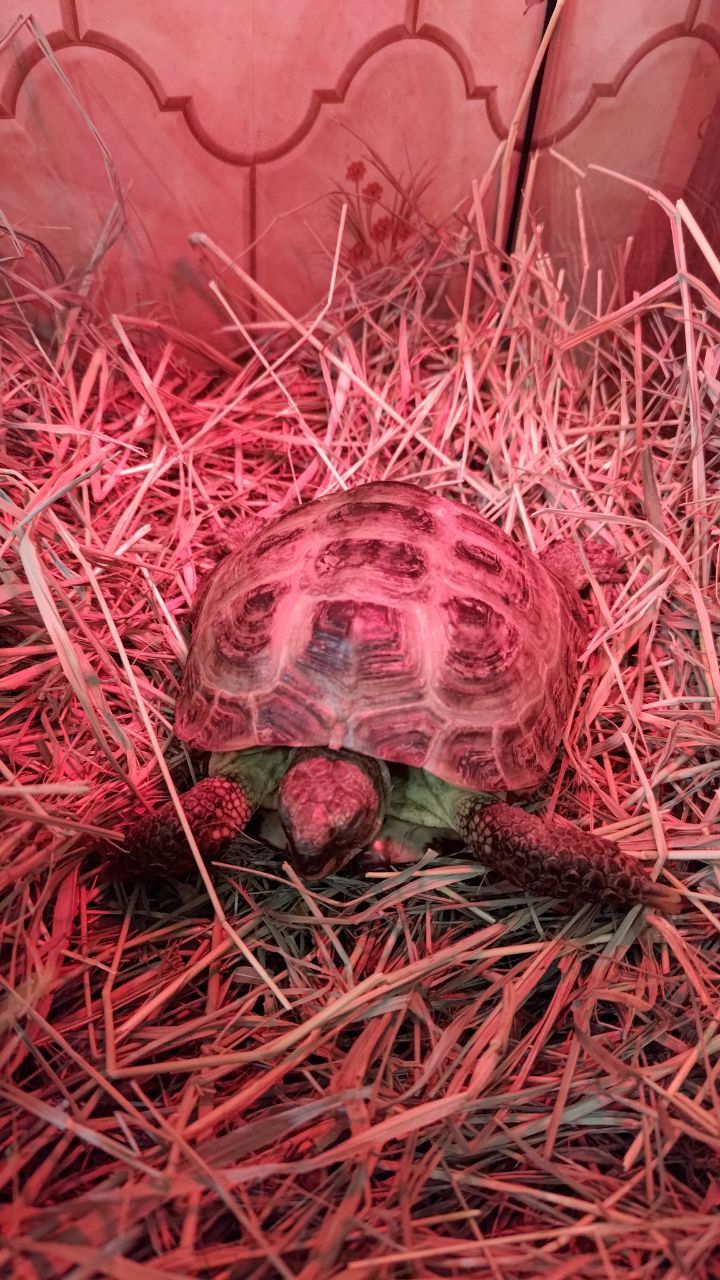 Сухопутна черепаха (8 років) шукає турботливих господарів!