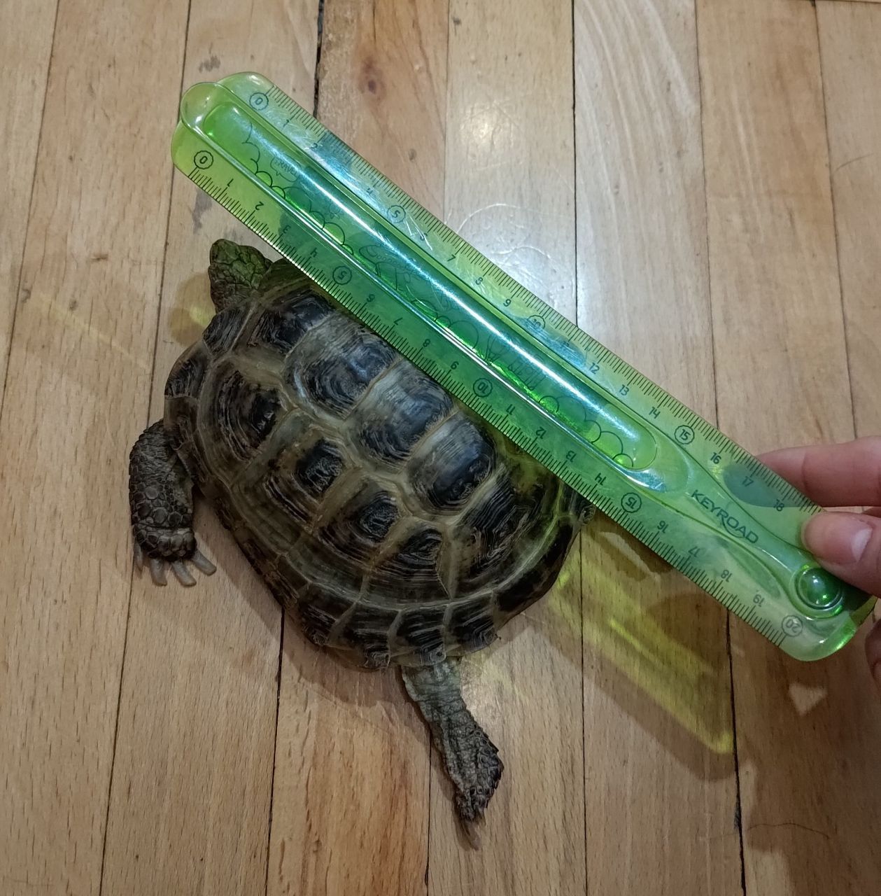 Сухопутна черепаха (8 років) шукає турботливих господарів!