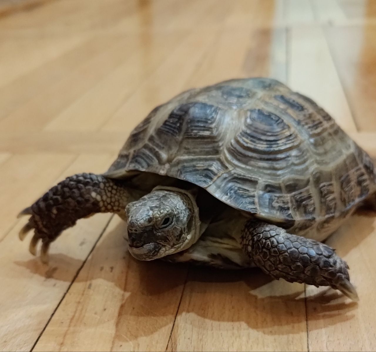 Сухопутна черепаха (8 років) шукає турботливих господарів!
