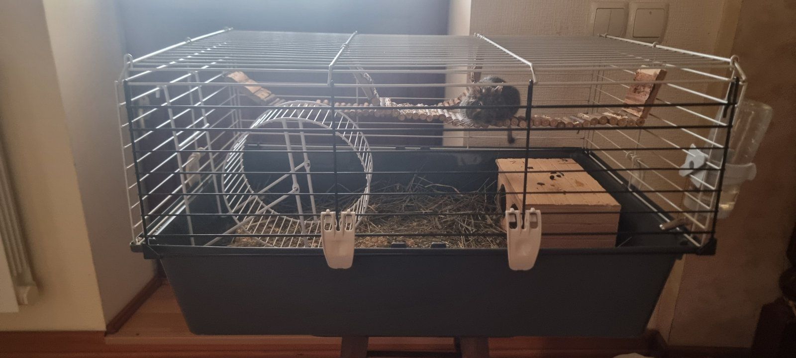 Білка Дегу + клітка, ванночка для купання