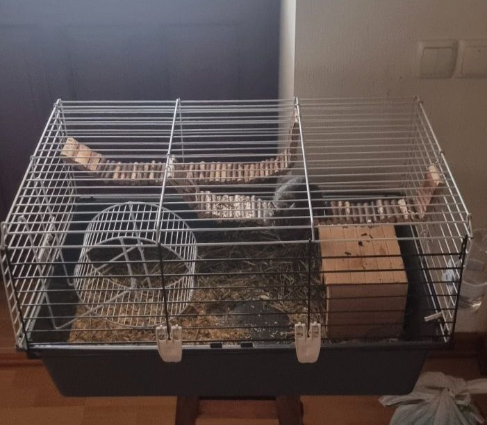 Білка Дегу + клітка, ванночка для купання