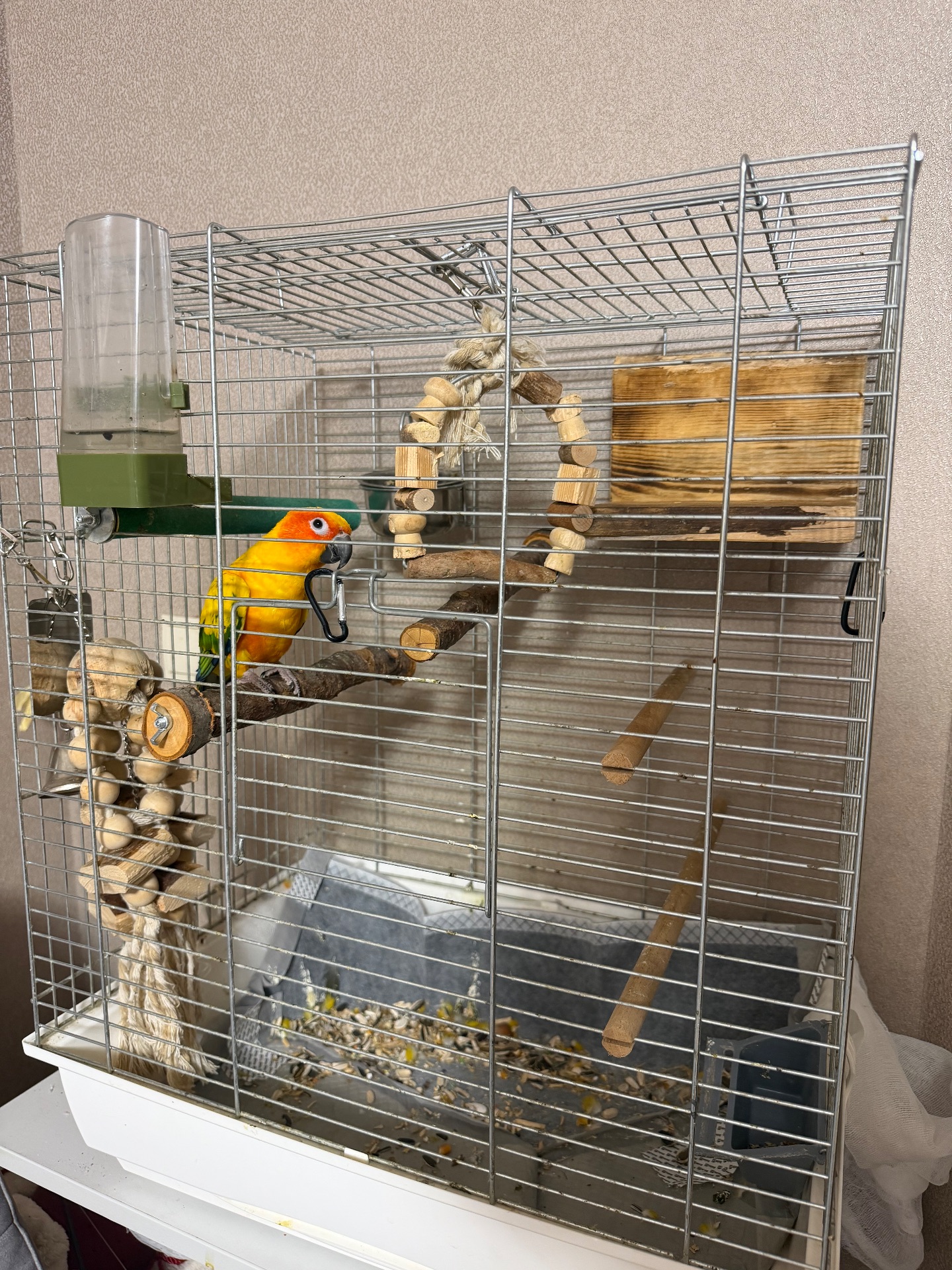 Сонячний Аратінга