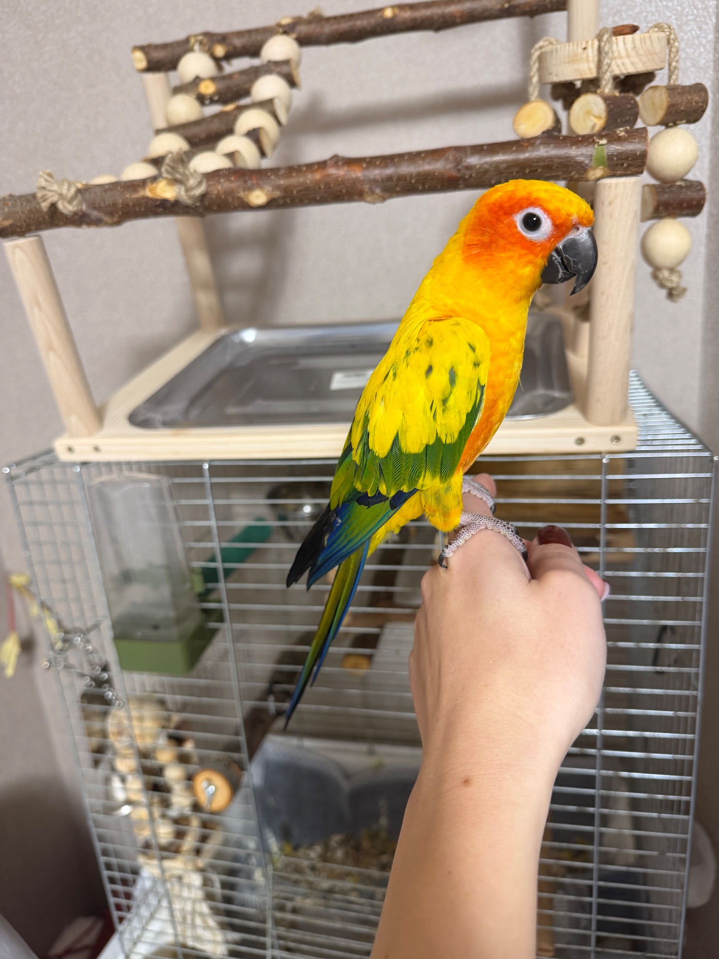 Сонячний Аратінга