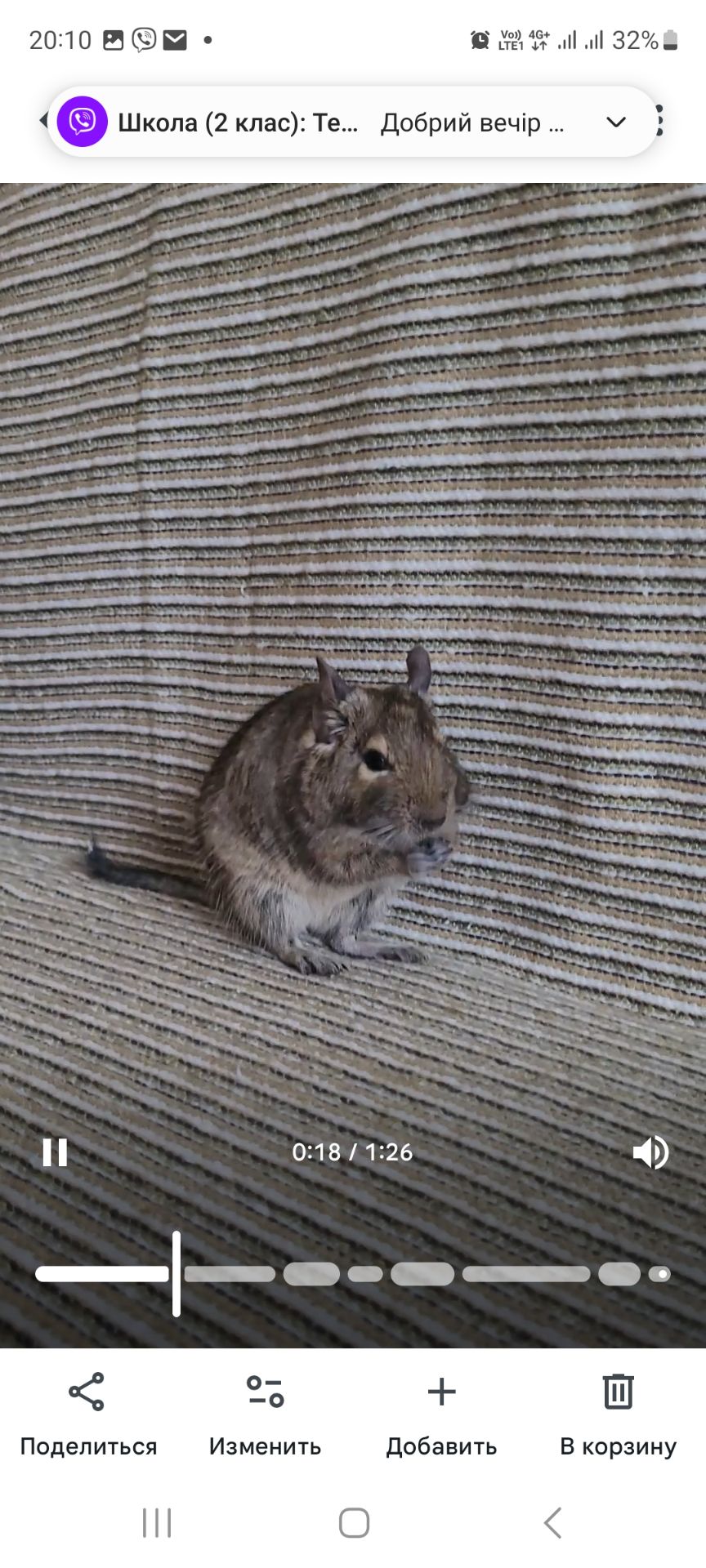 Білка Дегу + клітка, ванночка для купання