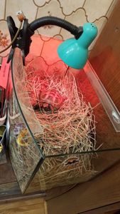 Сухопутна черепаха (8 років) шукає турботливих господарів!