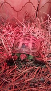 Сухопутна черепаха (8 років) шукає турботливих господарів!