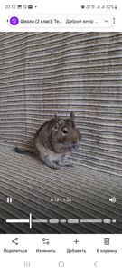 Білка Дегу + клітка, ванночка для купання