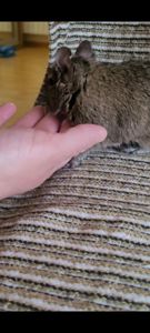 Білка Дегу + клітка, ванночка для купання