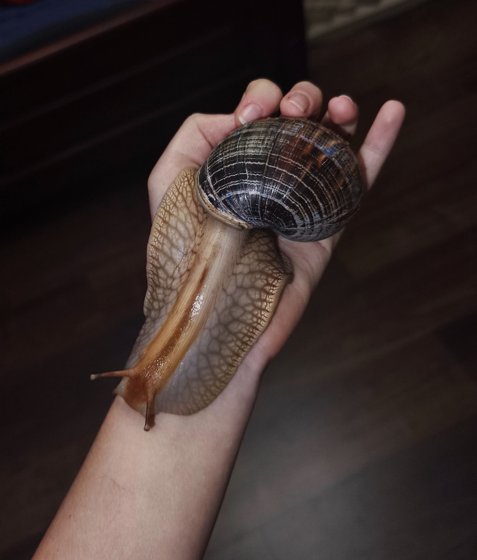 Малыши улитки ахатина, иммакулята