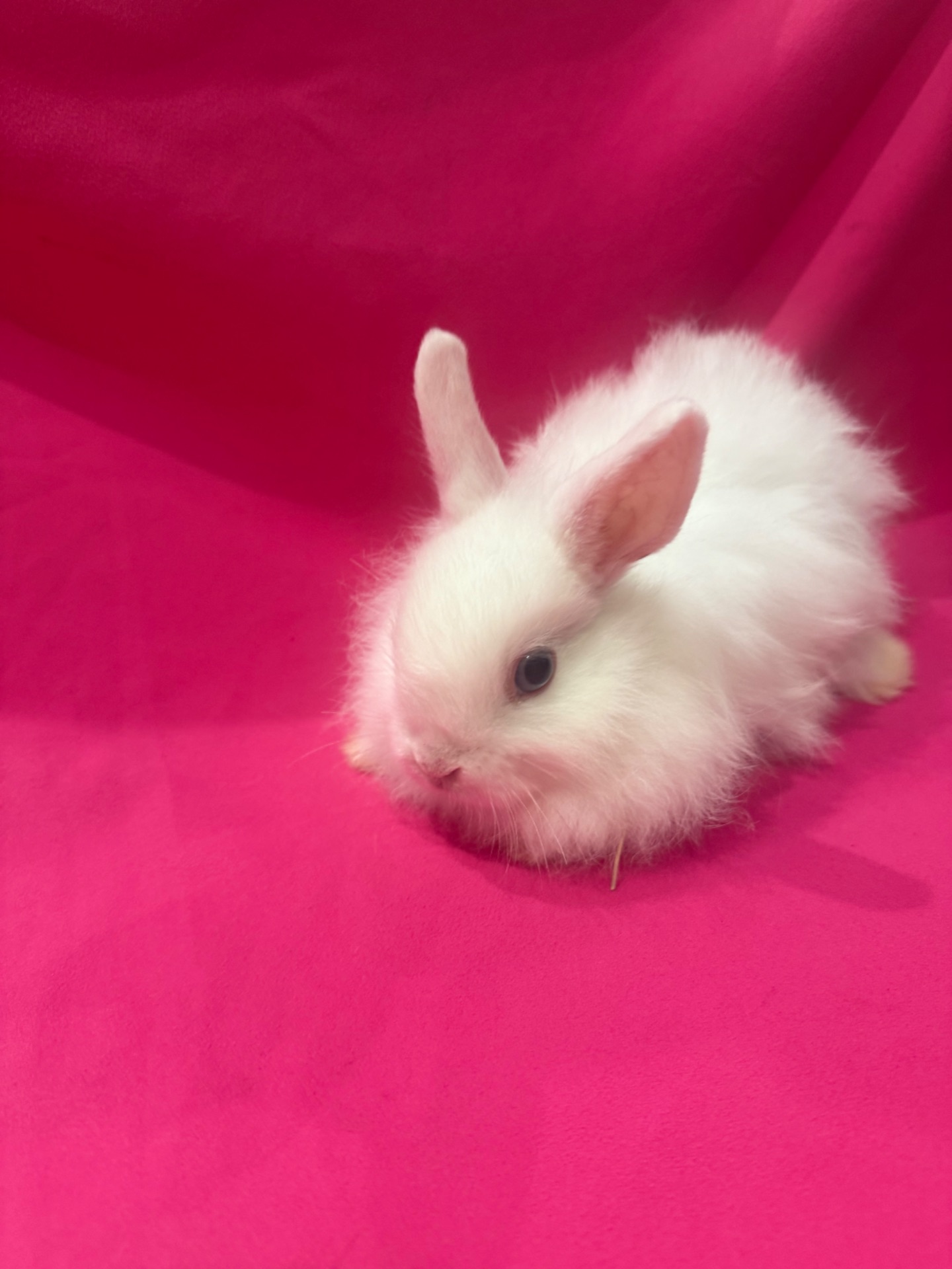 Білі декоративні карликові кролики