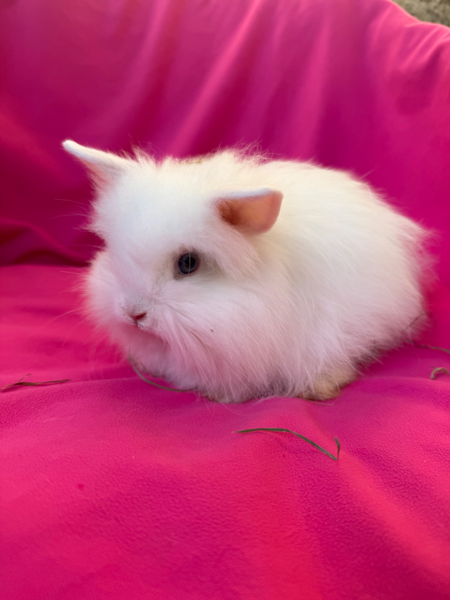 Білі декоративні карликові кролики