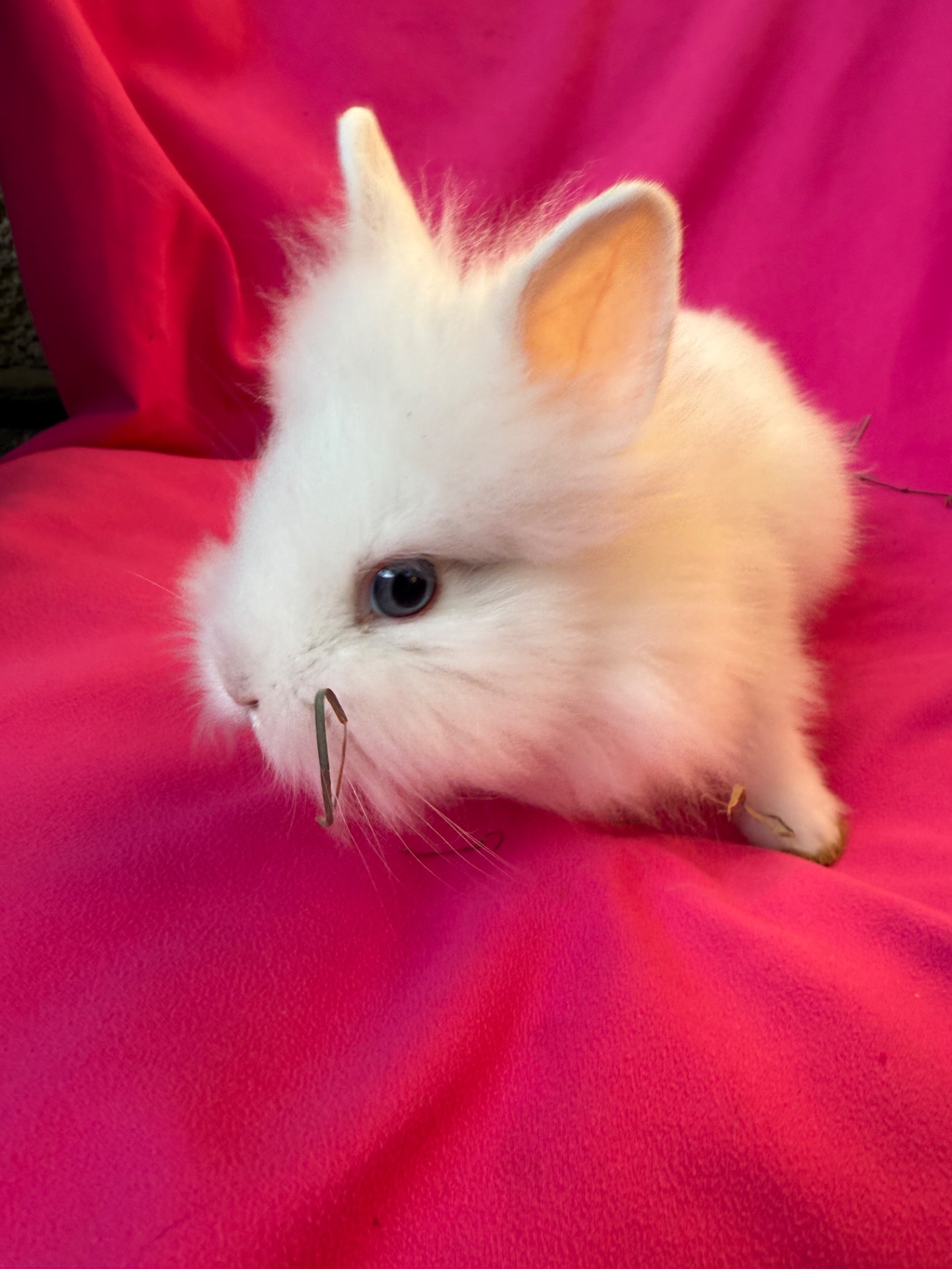 Білі декоративні карликові кролики