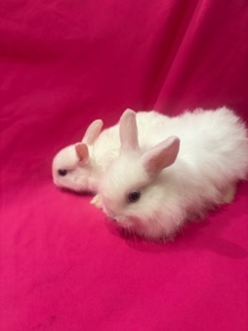 Білі декоративні карликові кролики