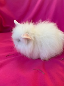 Білі декоративні карликові кролики