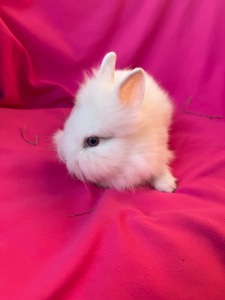 Білі декоративні карликові кролики