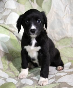 Позитив у Ваш дім