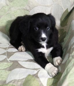 Позитив у Ваш дім