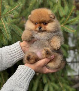 померанского шпица