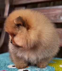 померанского шпица