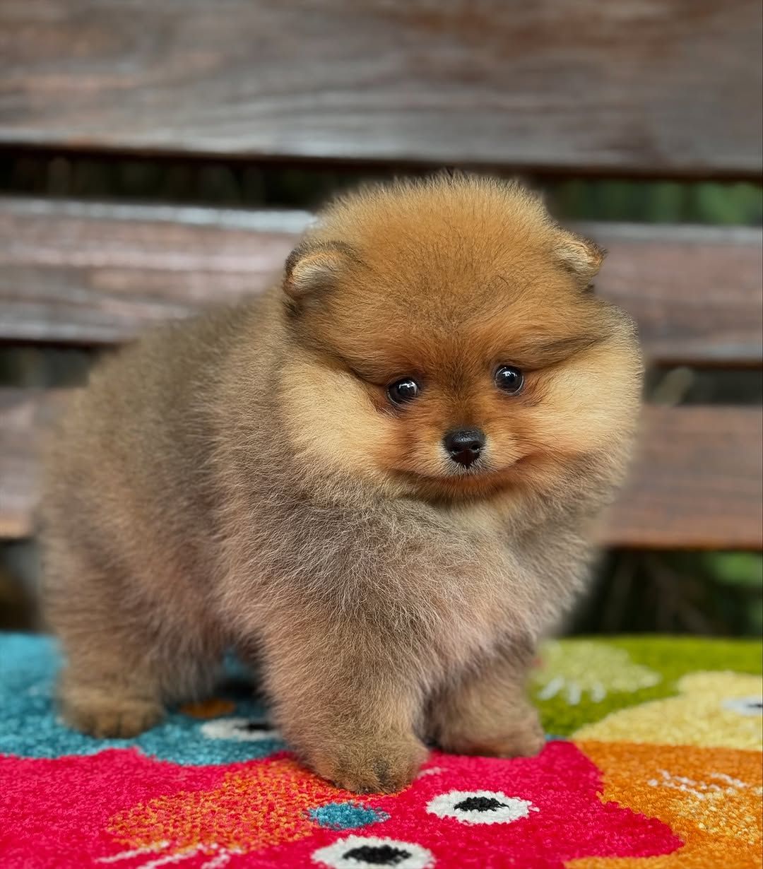 померанского шпица