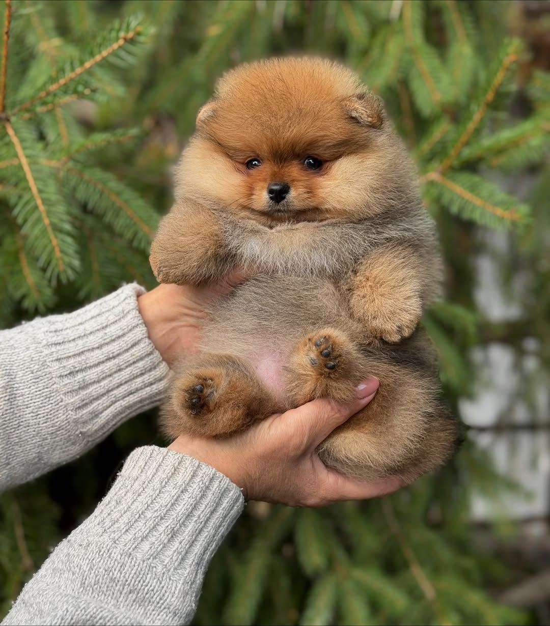 померанского шпица