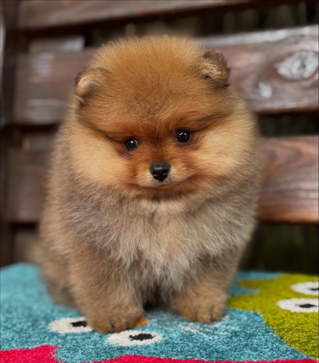 померанского шпица