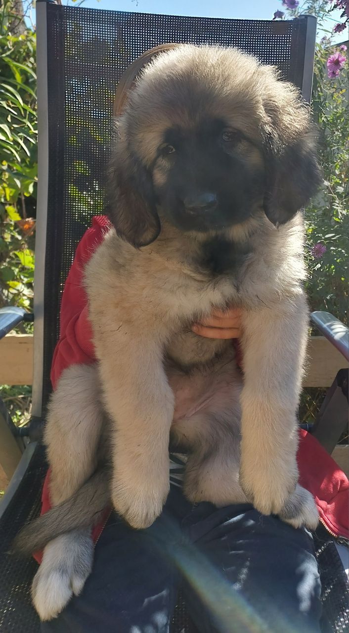 Цуценята від розплідника Star Escort великі костисті робочі