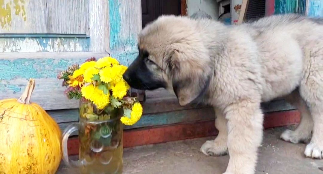 Цуценята від розплідника Star Escort великі костисті робочі