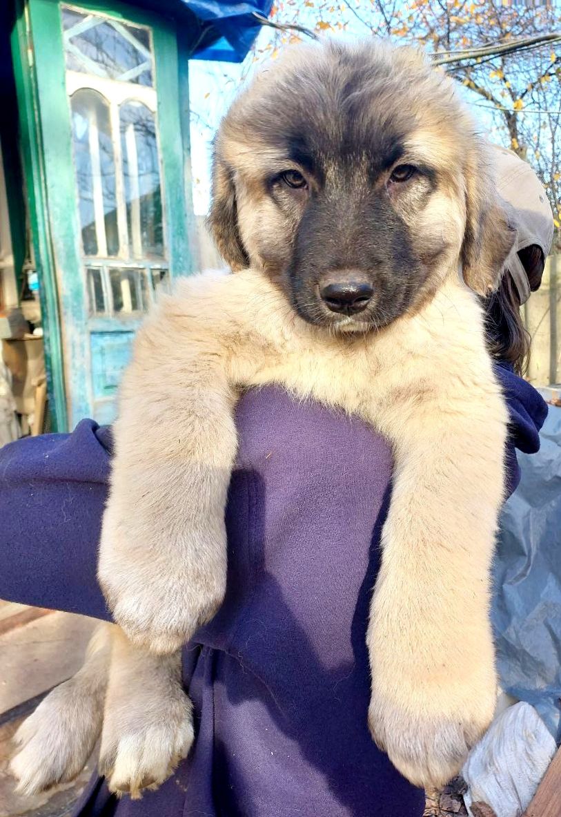 Цуценята від розплідника Star Escort великі костисті робочі