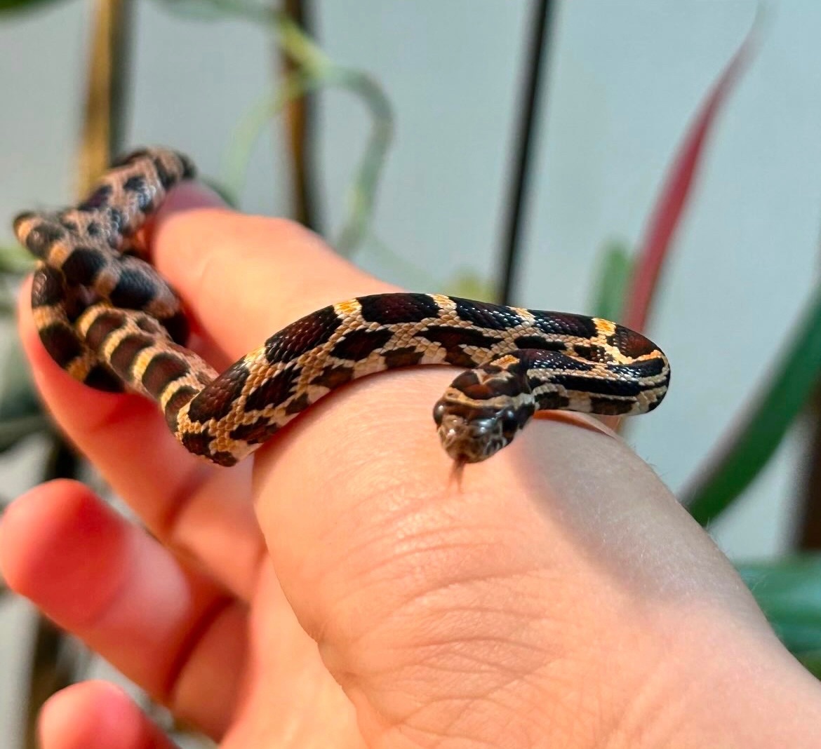 Маїсовий полоз, морфа Okeetee, самець, Окіті