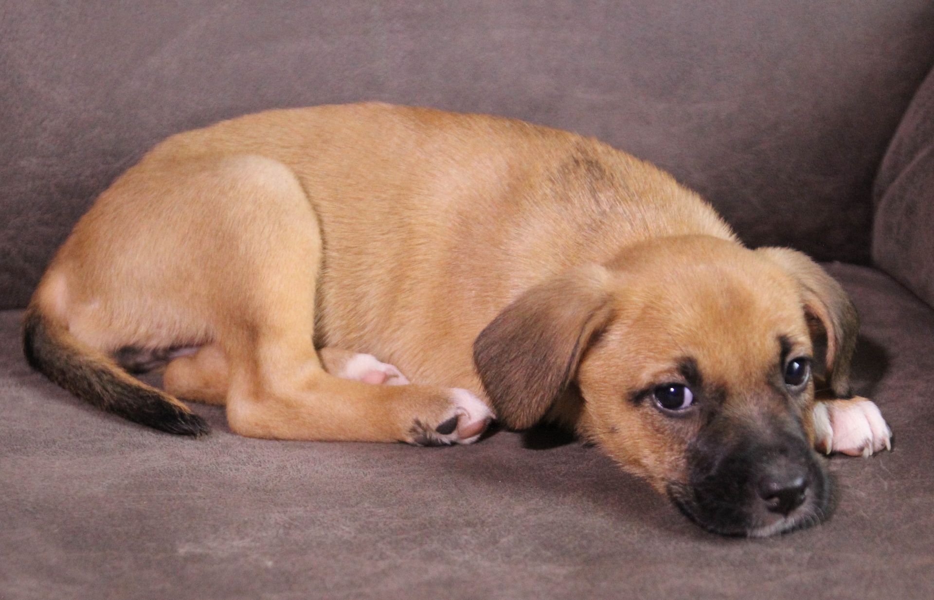 Маленька леді шукає свою сім’ю