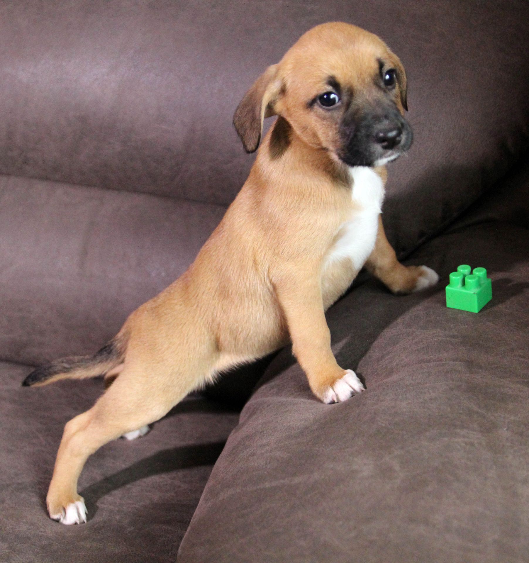 Маленька леді шукає свою сім’ю