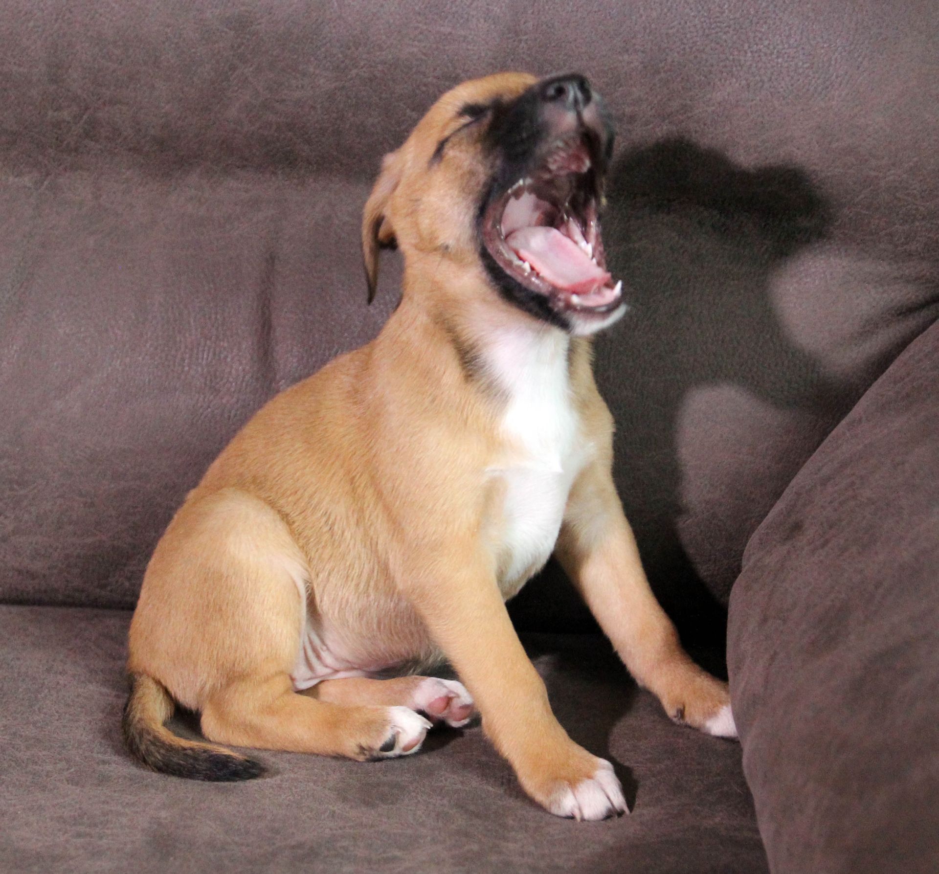 Маленька леді шукає свою сім’ю