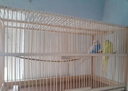 Волнистые попугаи