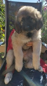 Цуценята від розплідника Star Escort великі костисті робочі