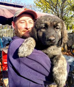 Цуценята від розплідника Star Escort великі костисті робочі