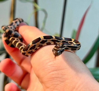 Маїсовий полоз, морфа Okeetee, самець, Окіті