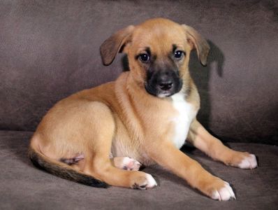 Маленька леді шукає свою сім’ю