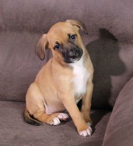 Маленька леді шукає свою сім’ю