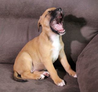 Маленька леді шукає свою сім’ю