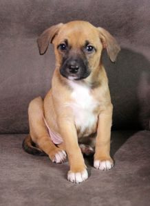 Маленька леді шукає свою сім’ю