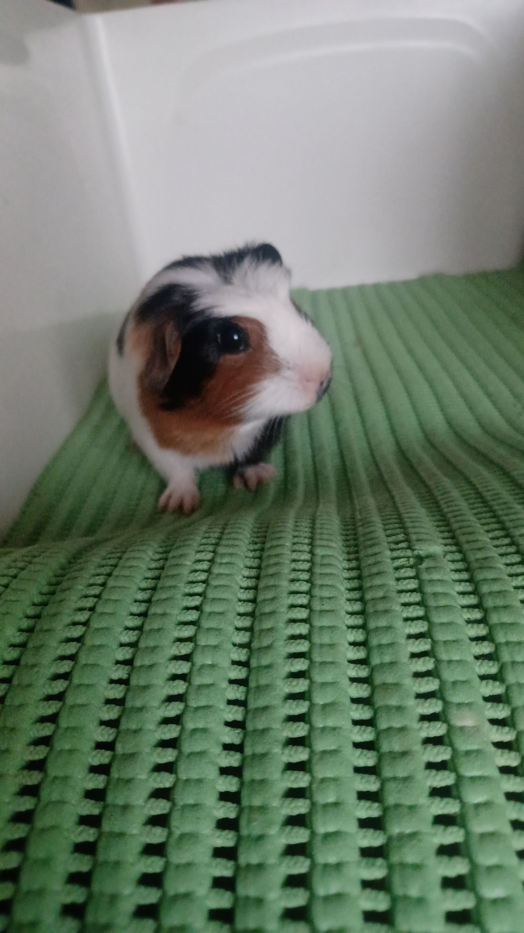 Морская свинка