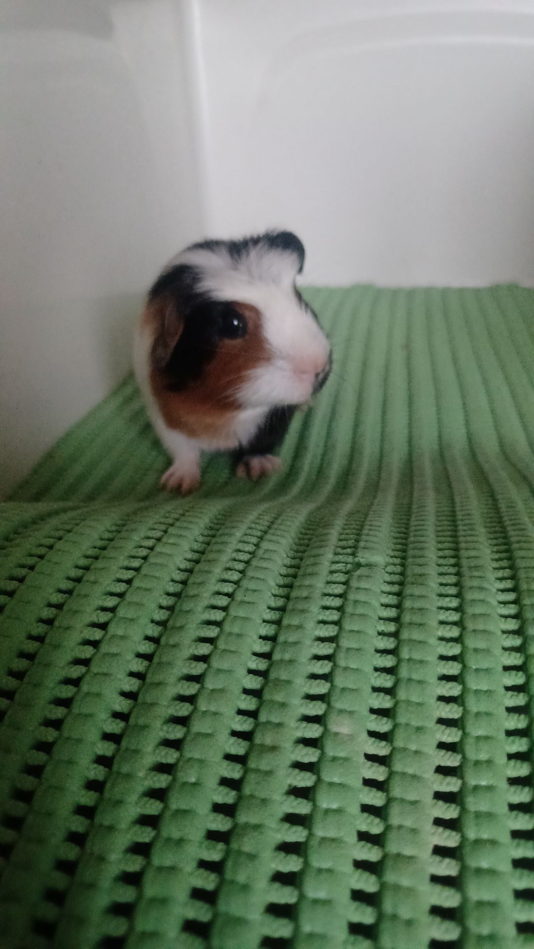 Морская свинка