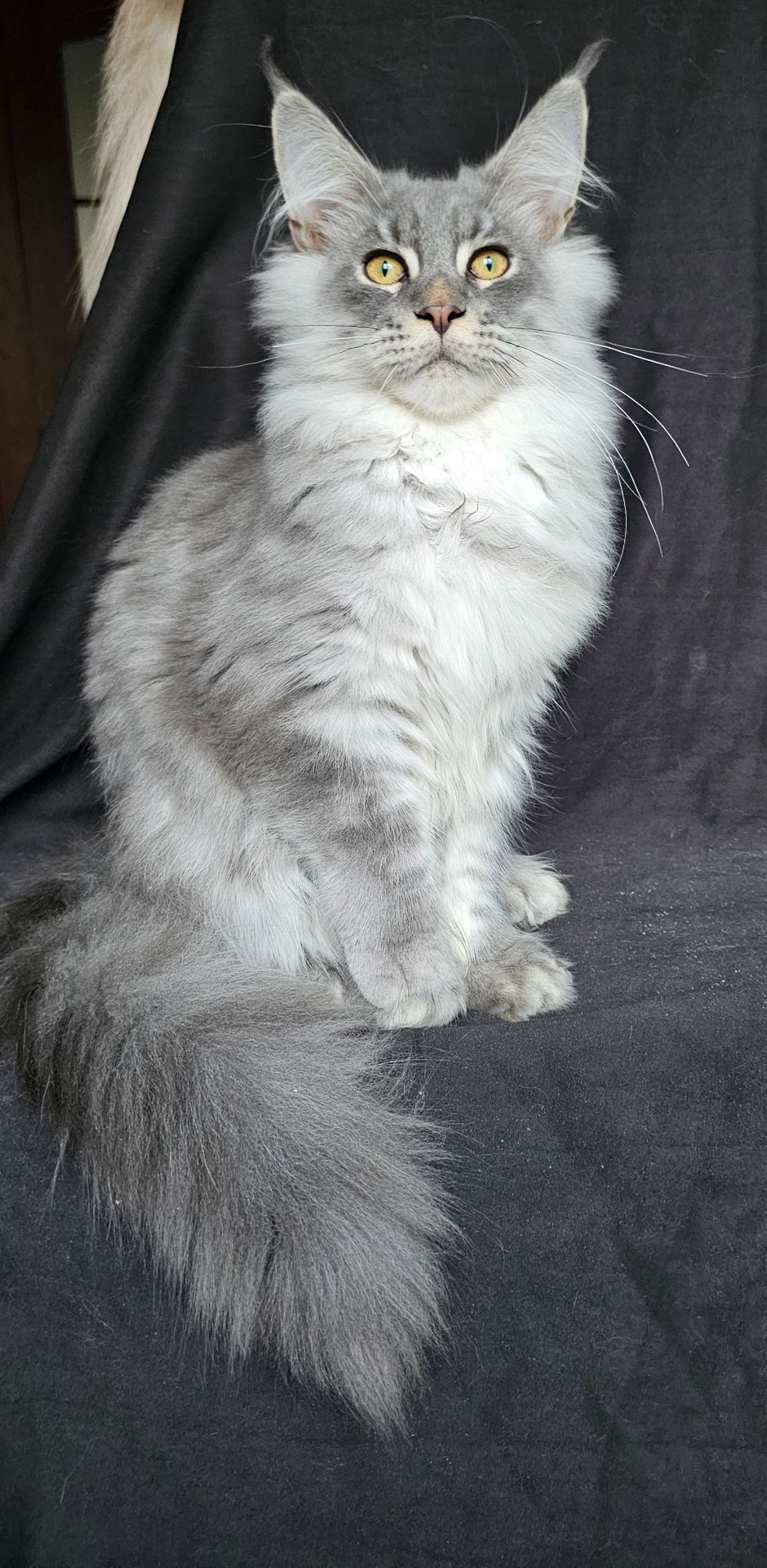 Босс мальчик мейн кун