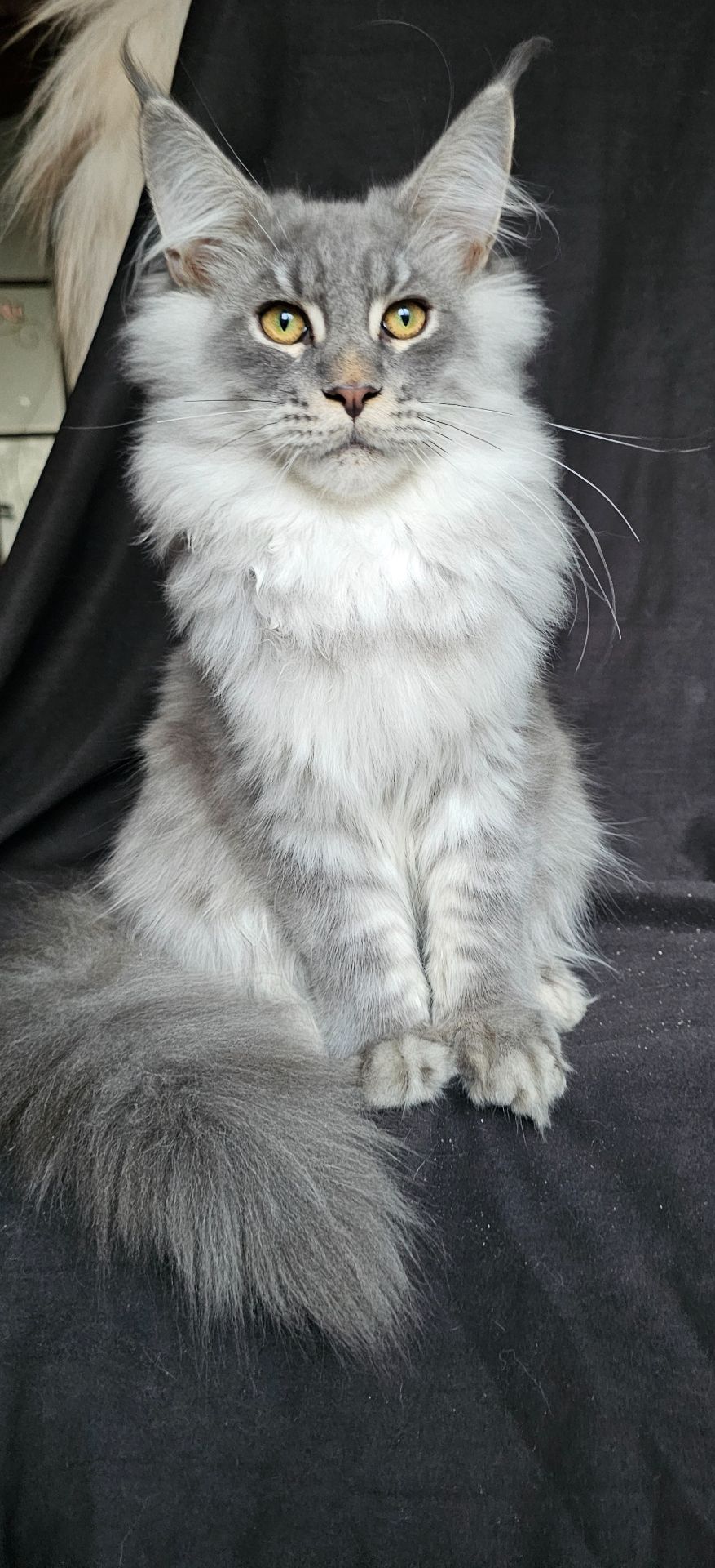 Босс мальчик мейн кун