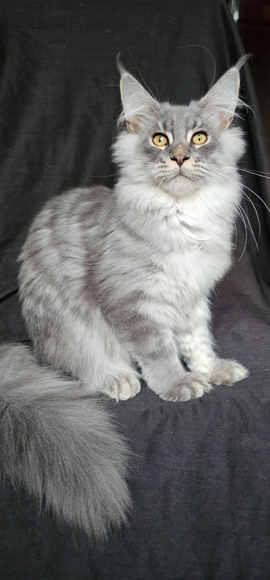 Босс мальчик мейн кун