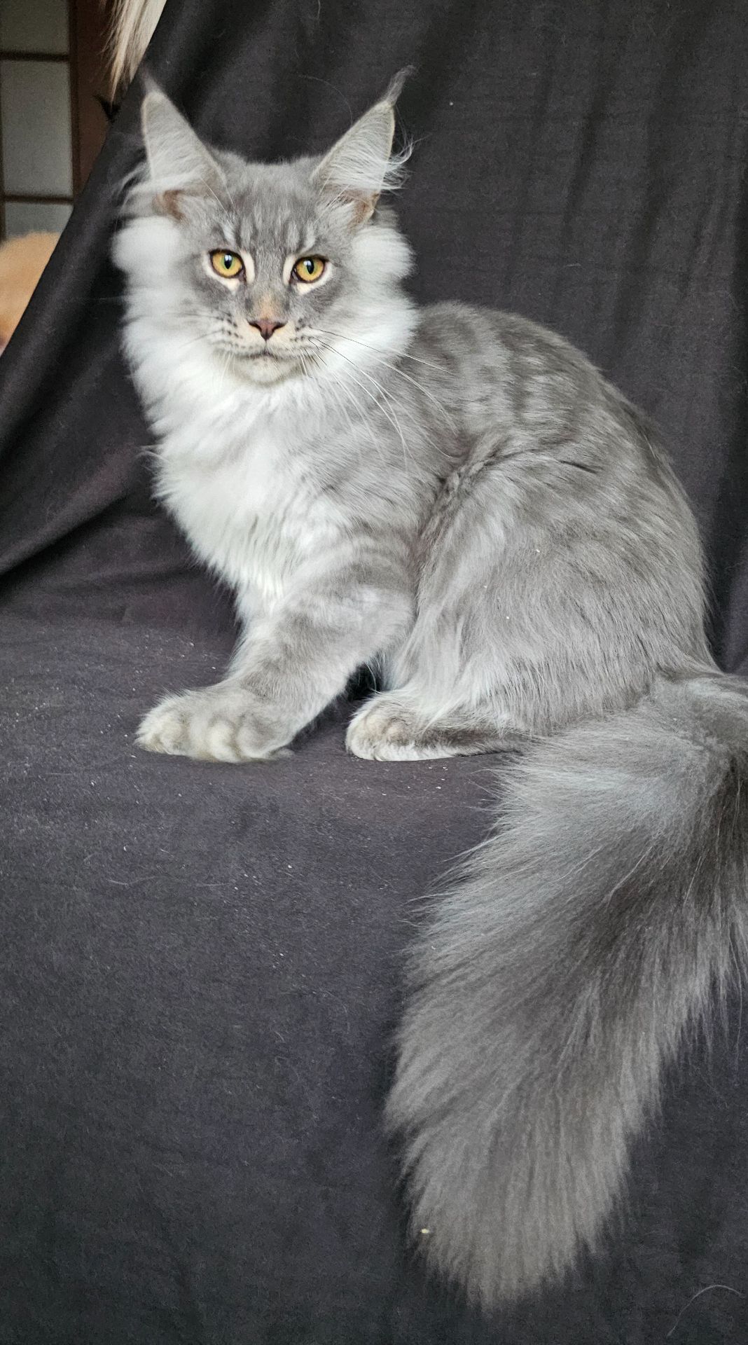 Босс мальчик мейн кун