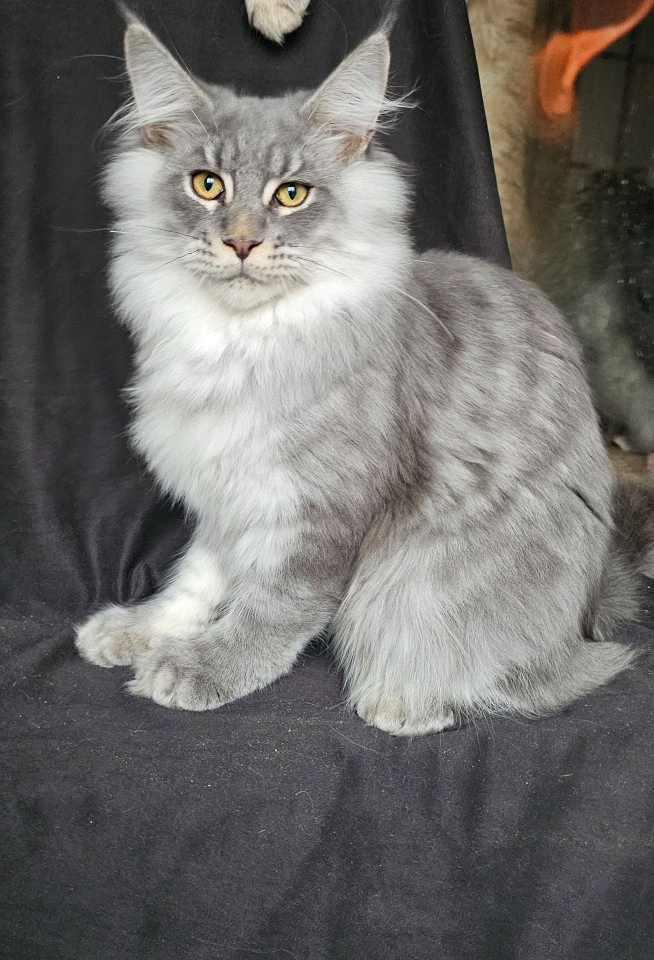 Босс мальчик мейн кун